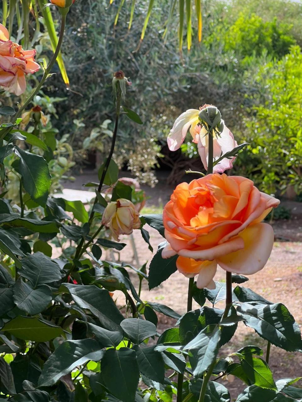 Auberge Bassou Nkob エクステリア 写真