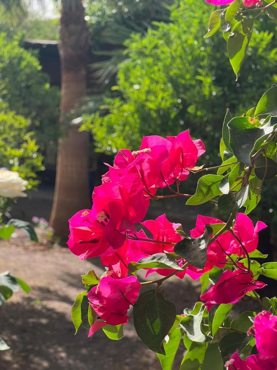 Auberge Bassou Nkob エクステリア 写真